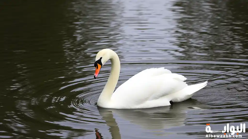 حلم البجعة البيضاء