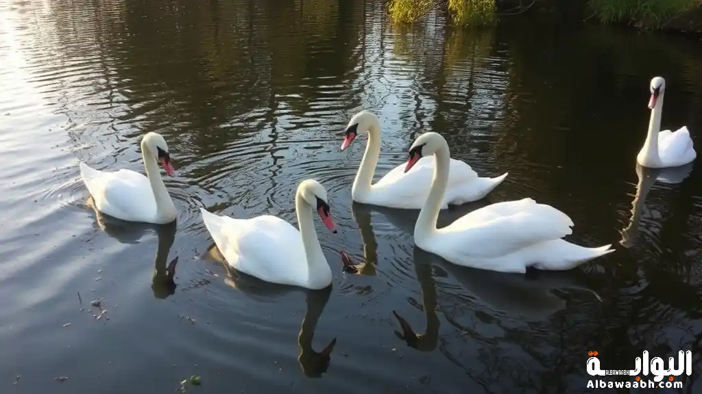 حلم البجعة البيضاء