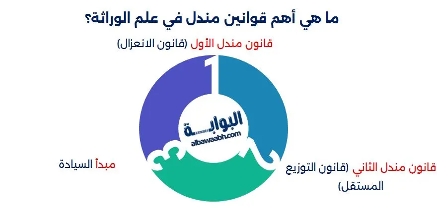 العالم غريغور مندل