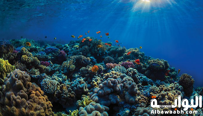 بحر المرجان