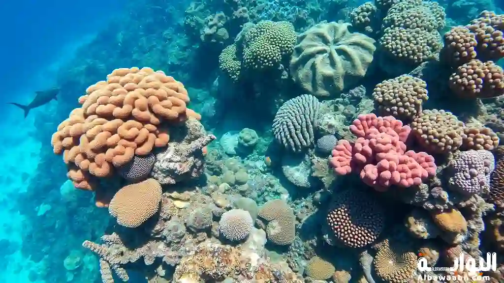 الشعاب المرجانية في البحر الأحمر