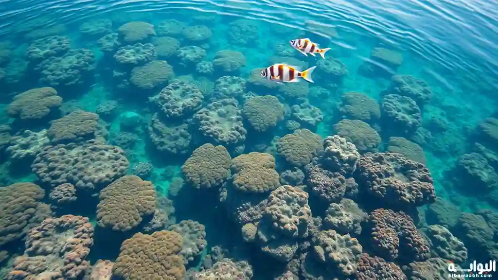 مغامرات البحر الأحمر السياحية