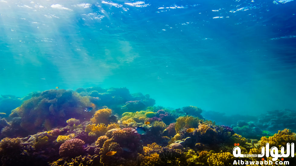 بحر المرجان