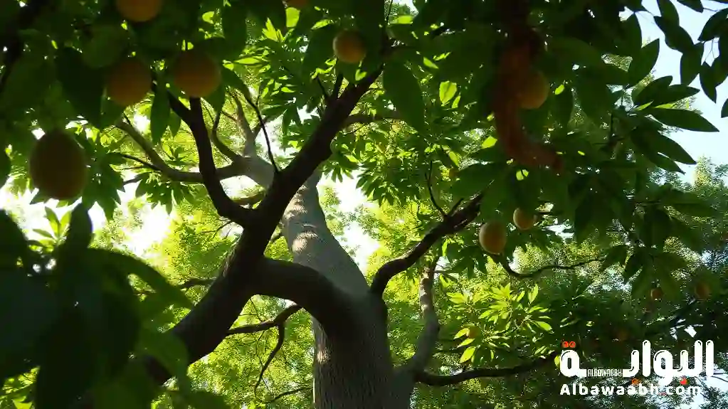 رؤية شجرة خضراء مثمرة،