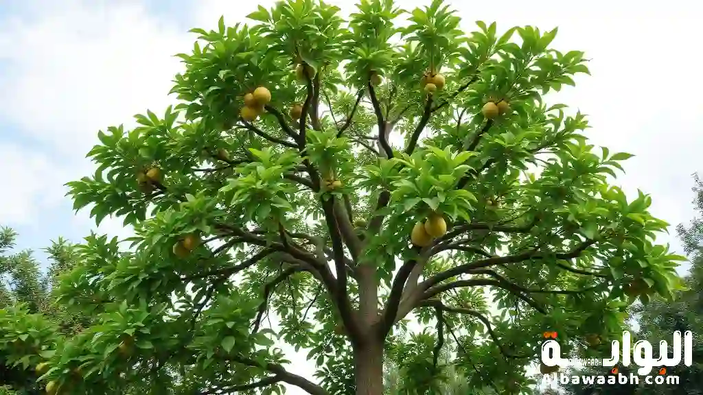 رؤية شجرة خضراء مثمرة