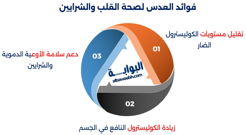 العدس
