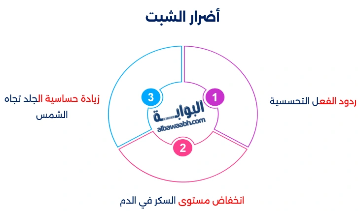 الشبت