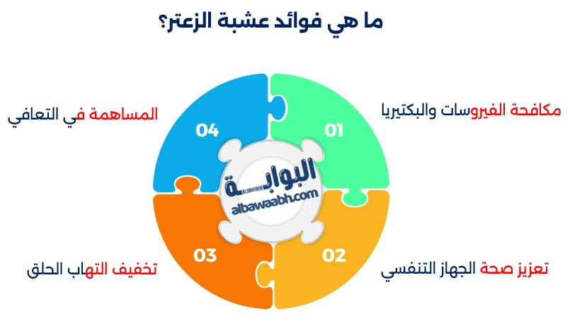 الزعتر