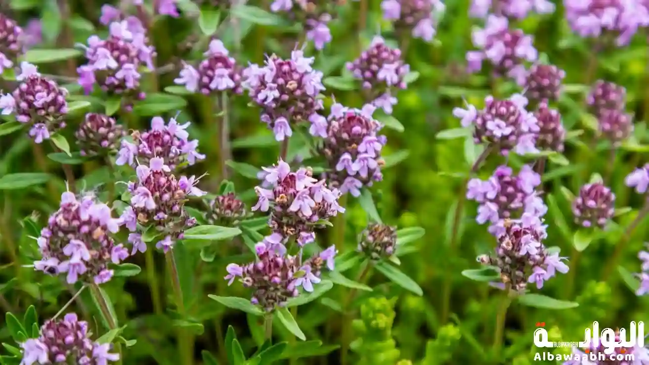 الزعتر البري