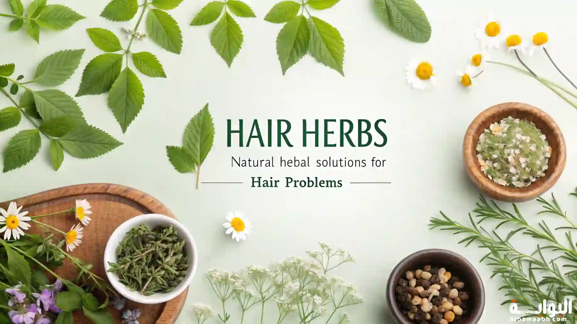 أعشاب الشعر