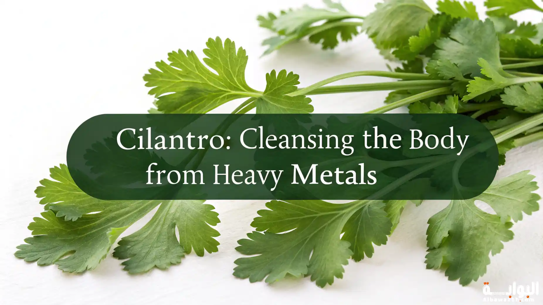 الكزبرة: تنظيف الجسم من المعادن الثقيلة