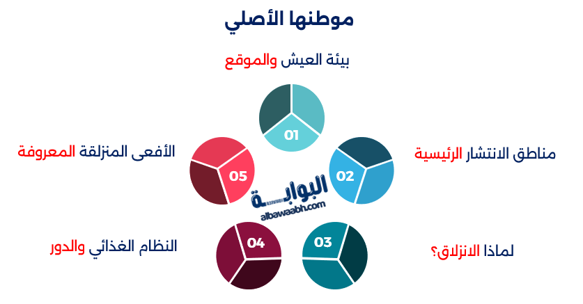 الثعابين الطائرة