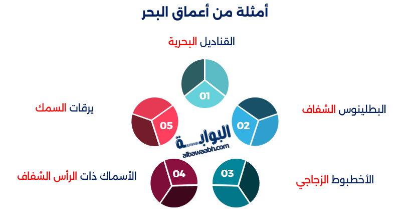 الحيوانات الشفافة