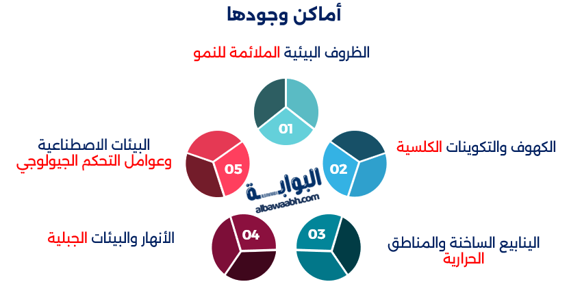 الصخور التي تنمو