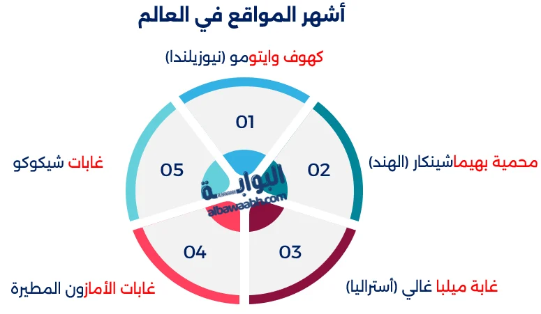 الغابات التي تضيء ليلًا