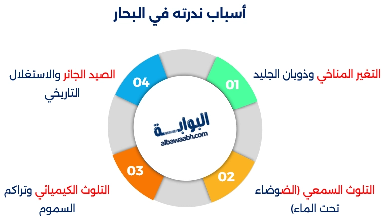 الحوت الأبيض
