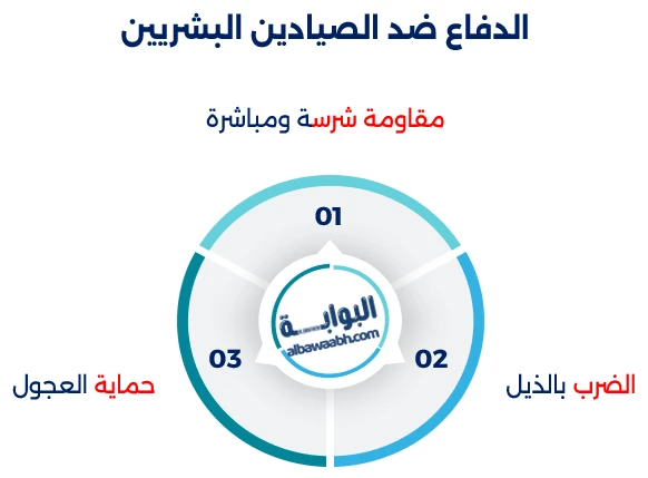 الحوت الرمادي