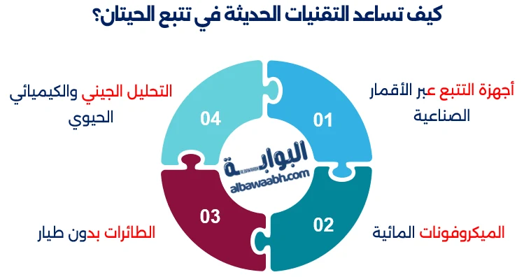 الحوت الأحدب