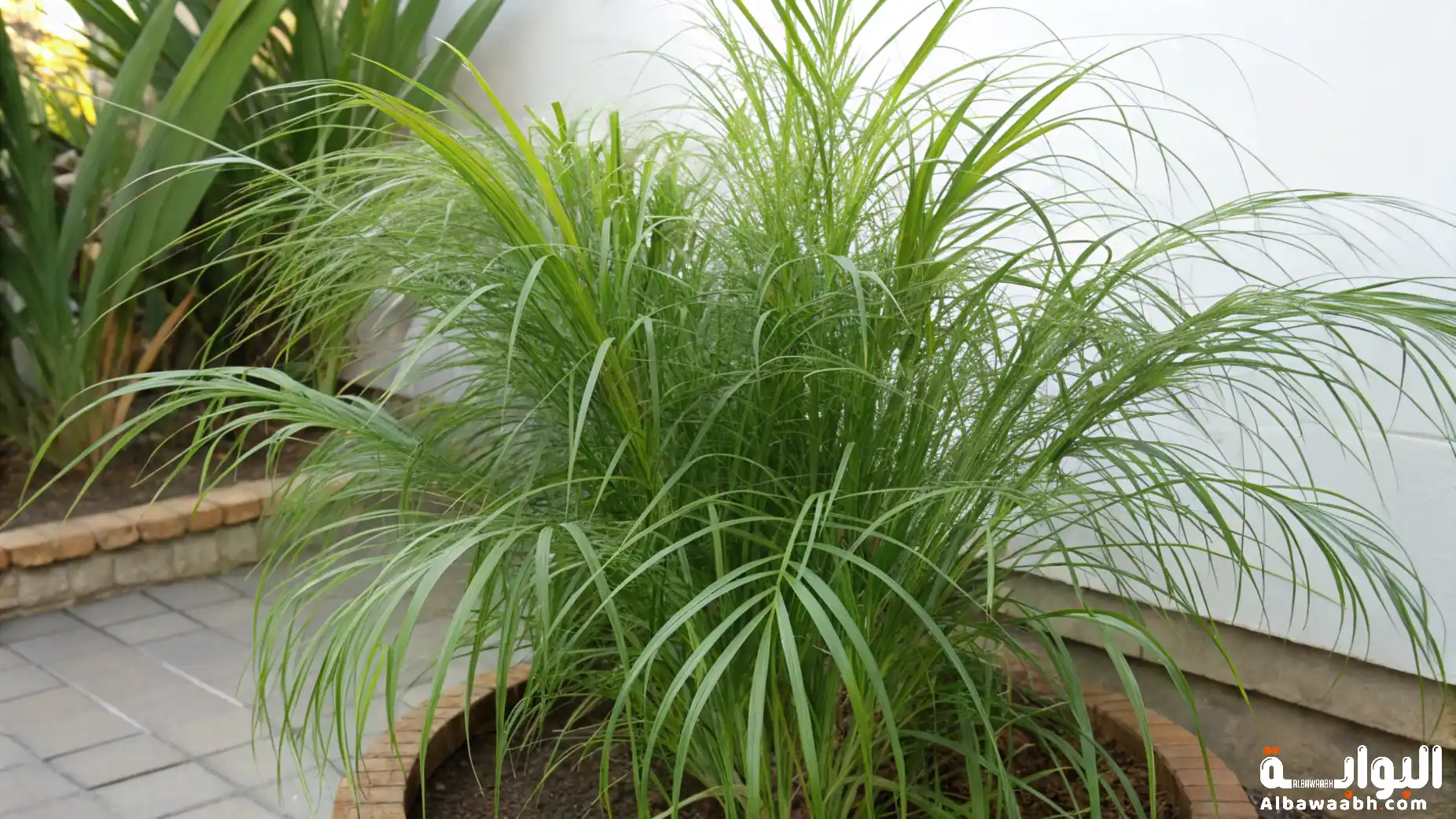 فوائد الموميان