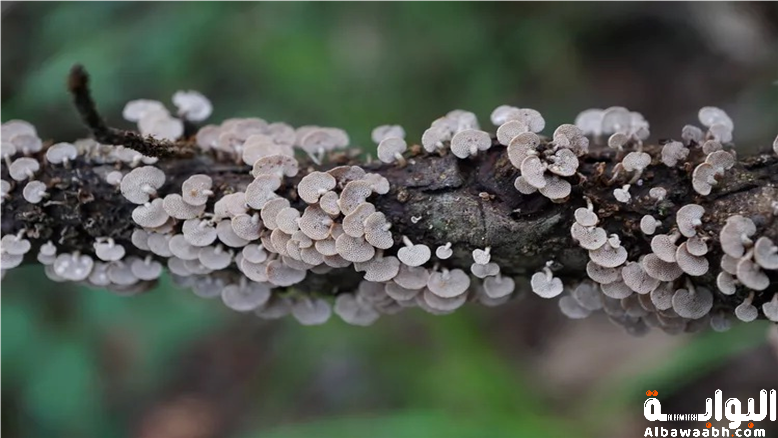 النباتات التي تتوهج في الظلام