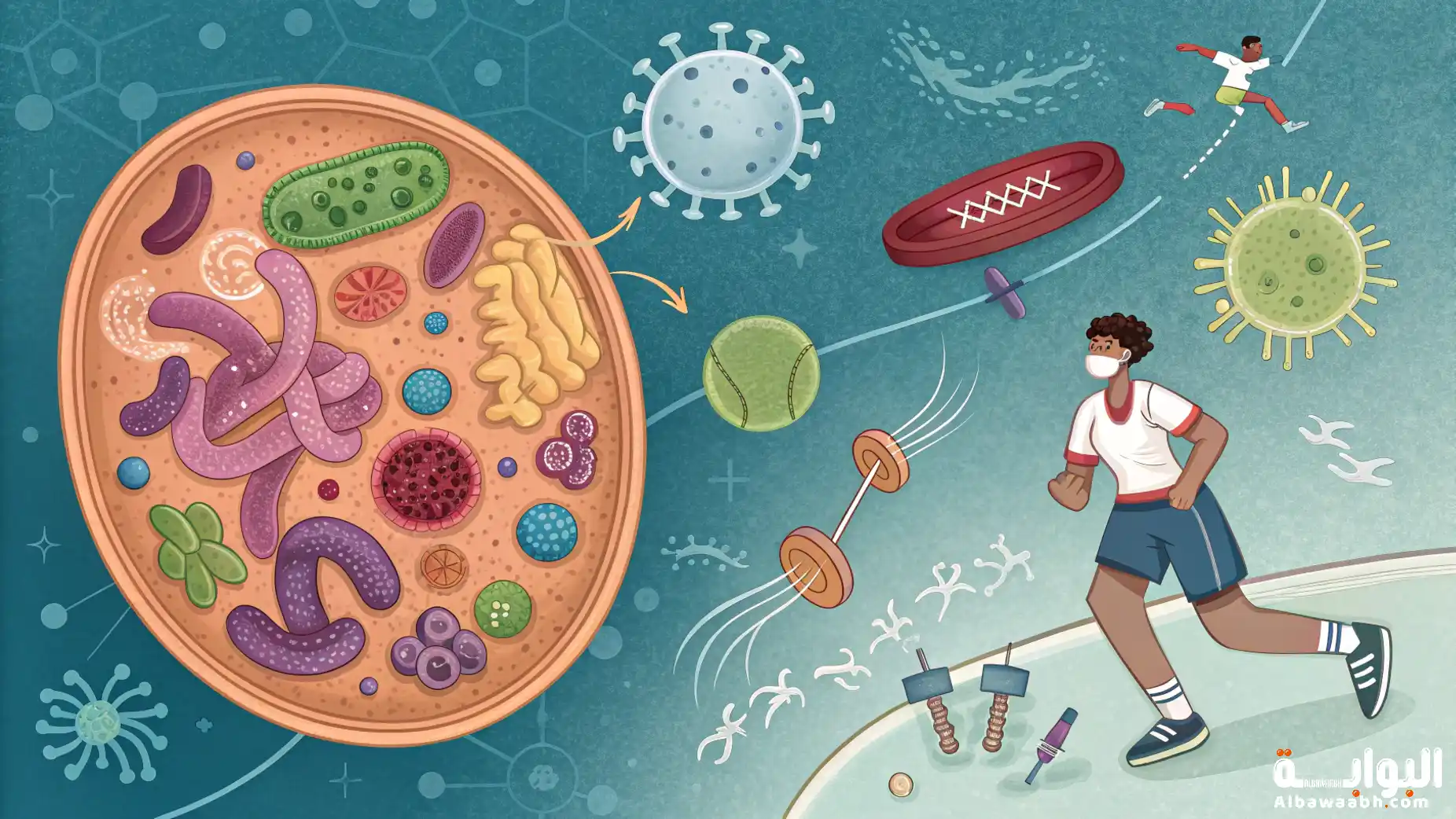 الميكروبيوم الرياضي