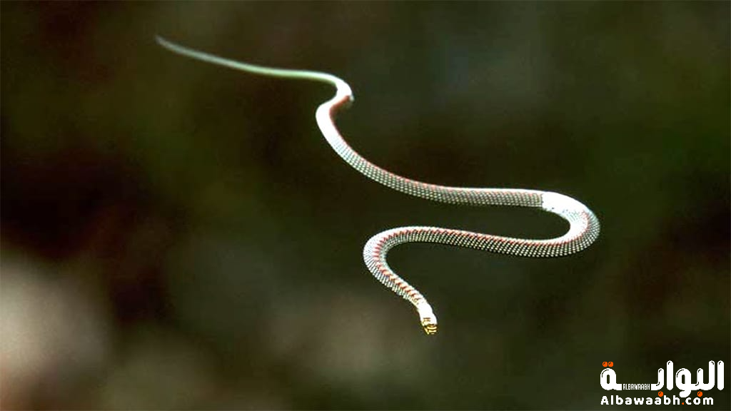 الثعابين الطائرة