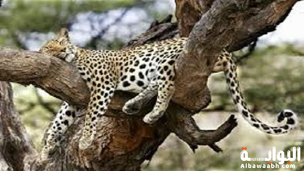 الحيوانات التي تنام نصف دماغها