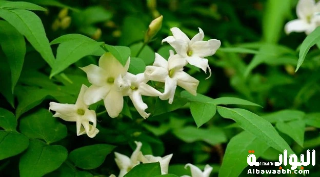 الياسمين