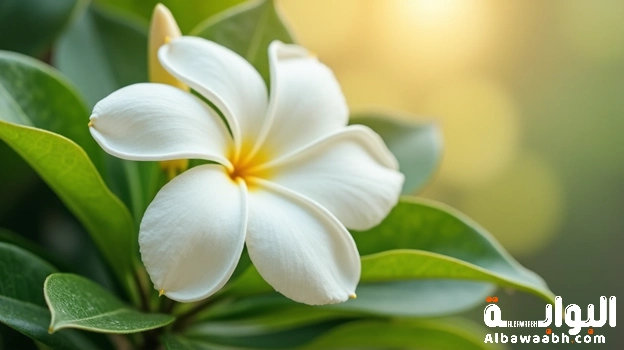 الياسمين: زهرة السعادة وصحة المرأة