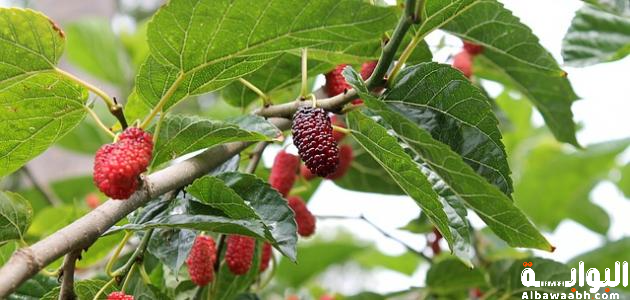 أشجار تثمر أكثر من نوع