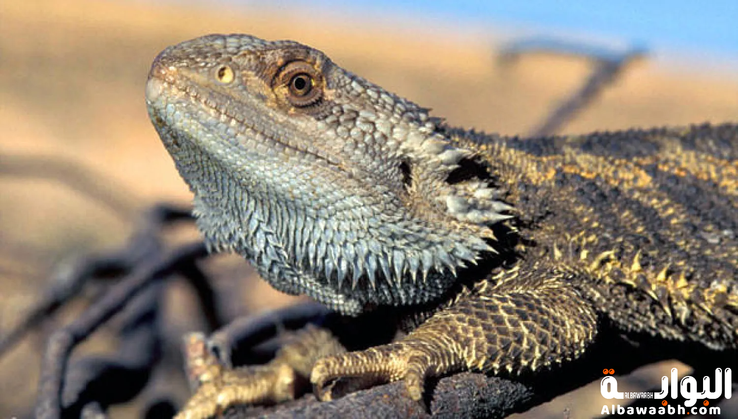 الحيوانات التي تغير جنسها