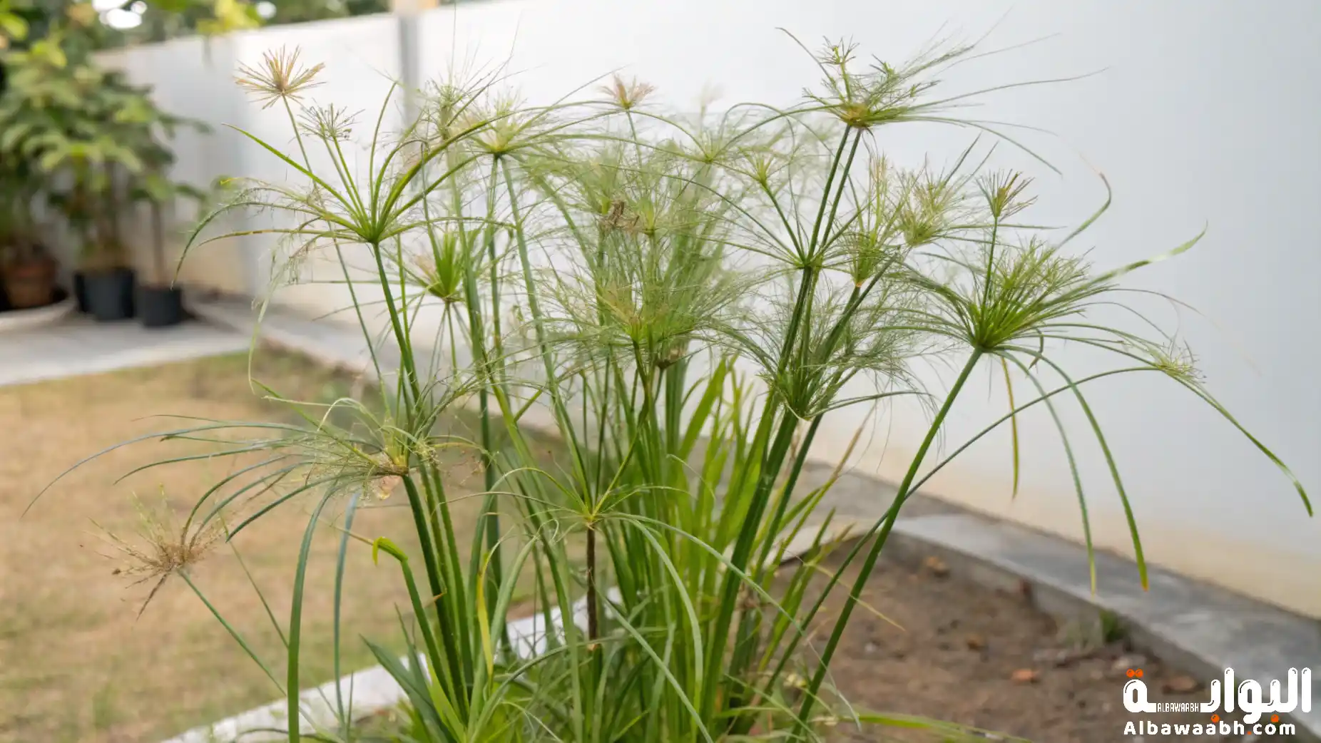 فوائد الموميان: كنز طبيعي للصحة والعلاج