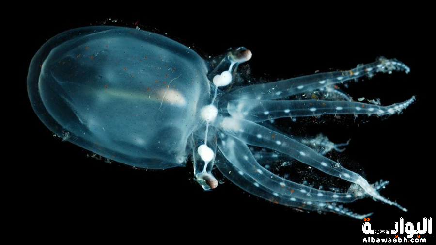 الحيوانات الشفافة