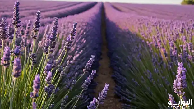 الخزامى: هدوء الأعصاب ونوم عميق