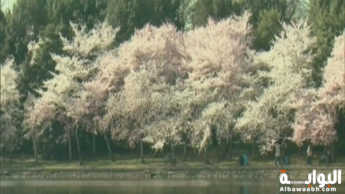 أشجار تثمر أكثر من نوع