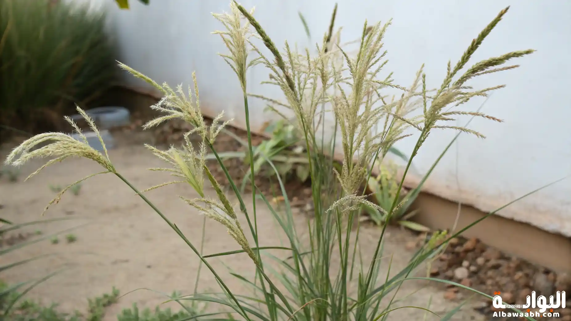 فوائد الموميان