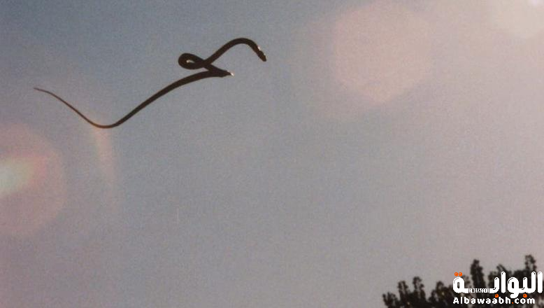 الثعابين الطائرة