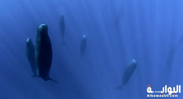 الحيوانات التي تنام نصف دماغها