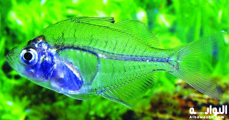 الحيوانات الشفافة