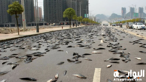 المطر الذي يحتوي على سمك