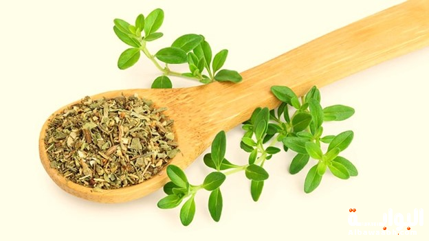 الزعيتر: البركة في أوراق خضراء