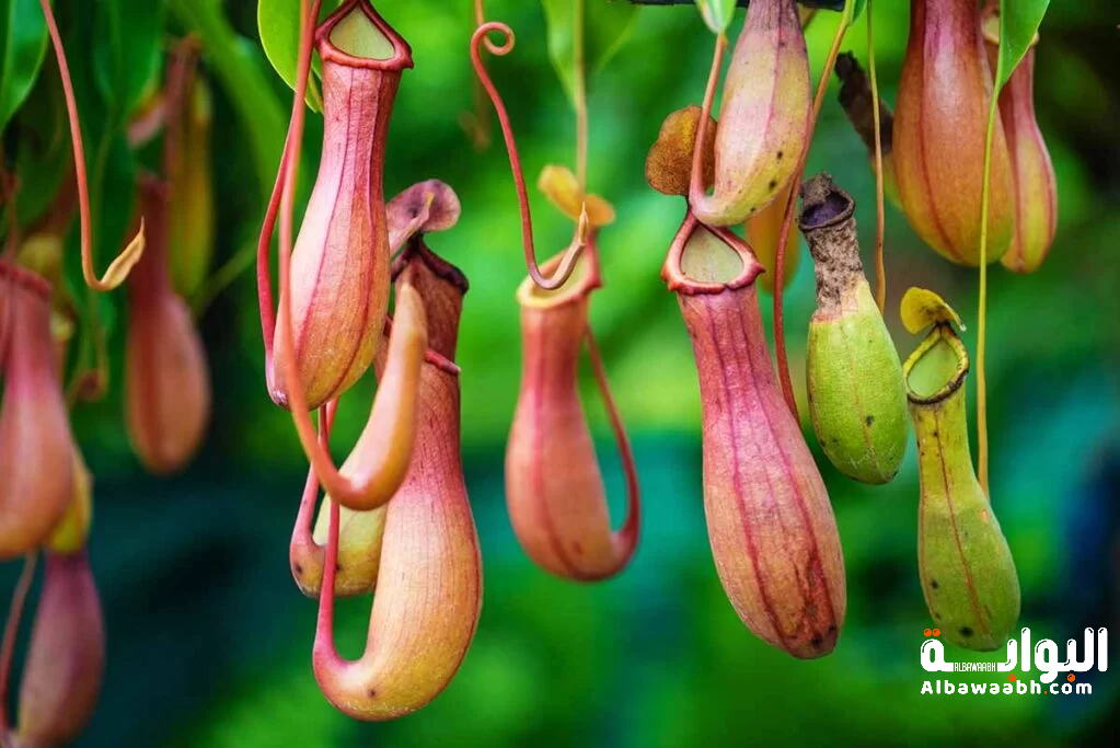 النباتات آكلة اللحوم