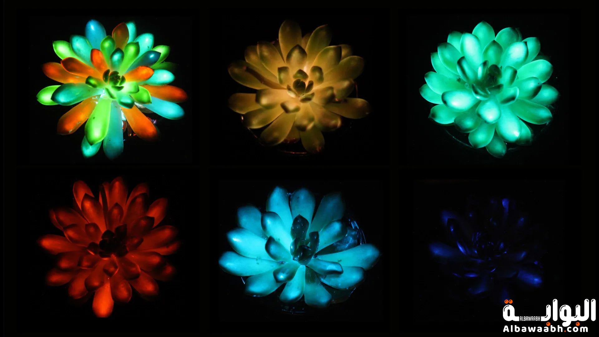 النباتات التي تتوهج في الظلام