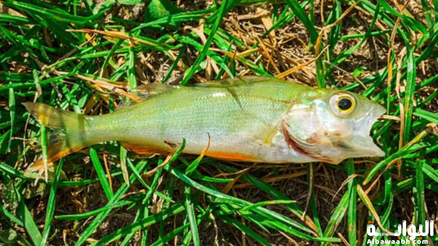 المطر الذي يحتوي على سمك