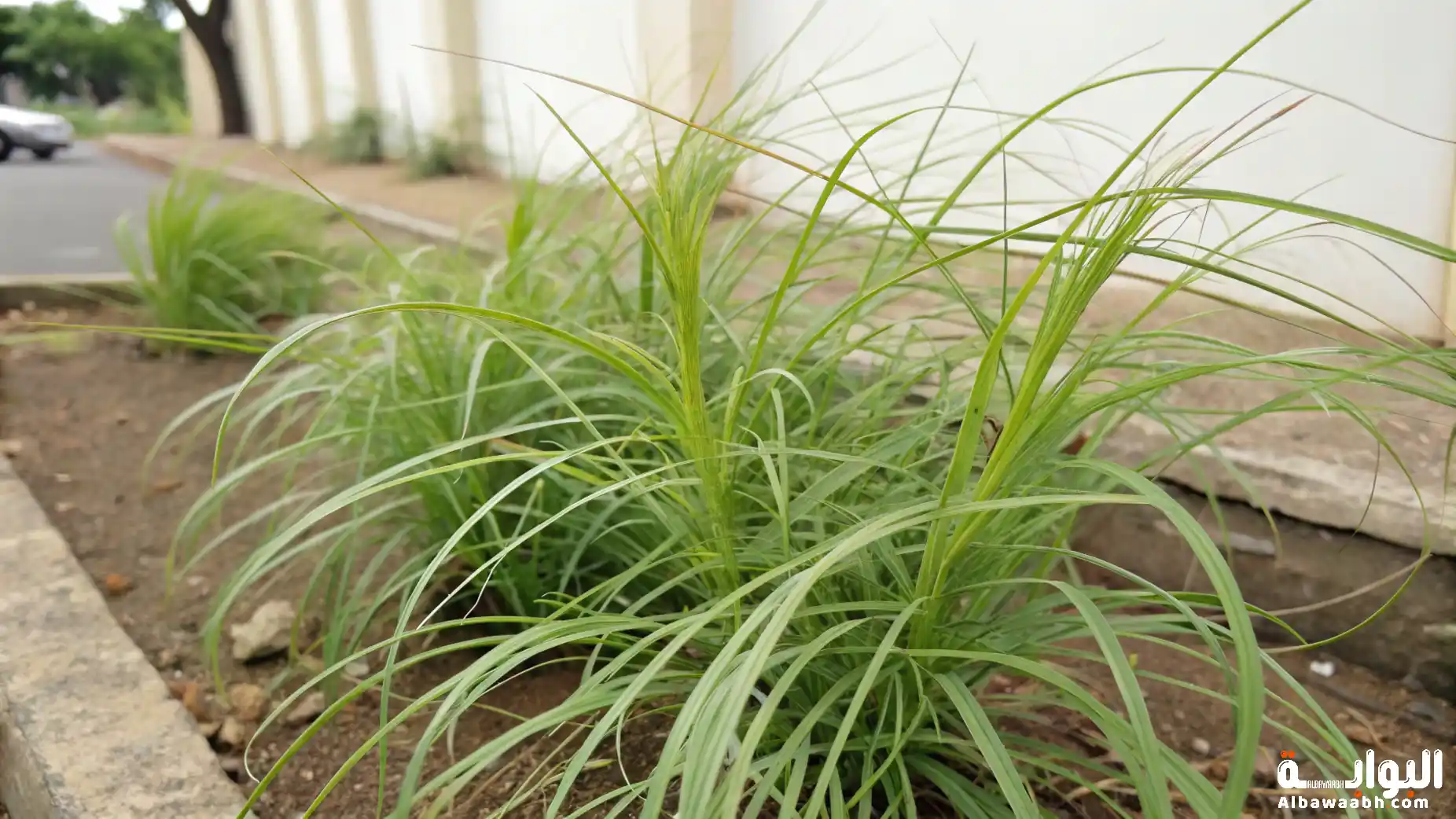 فوائد الموميان