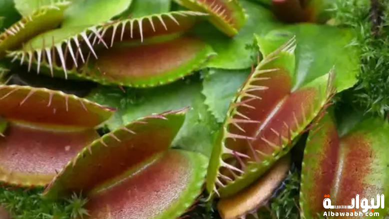 النباتات آكلة اللحوم