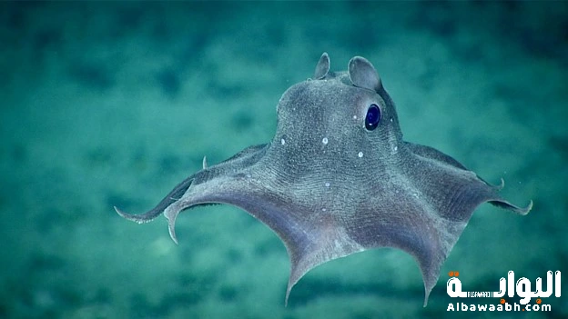 أغرب الكائنات التي تعيش في أعماق المحيطات