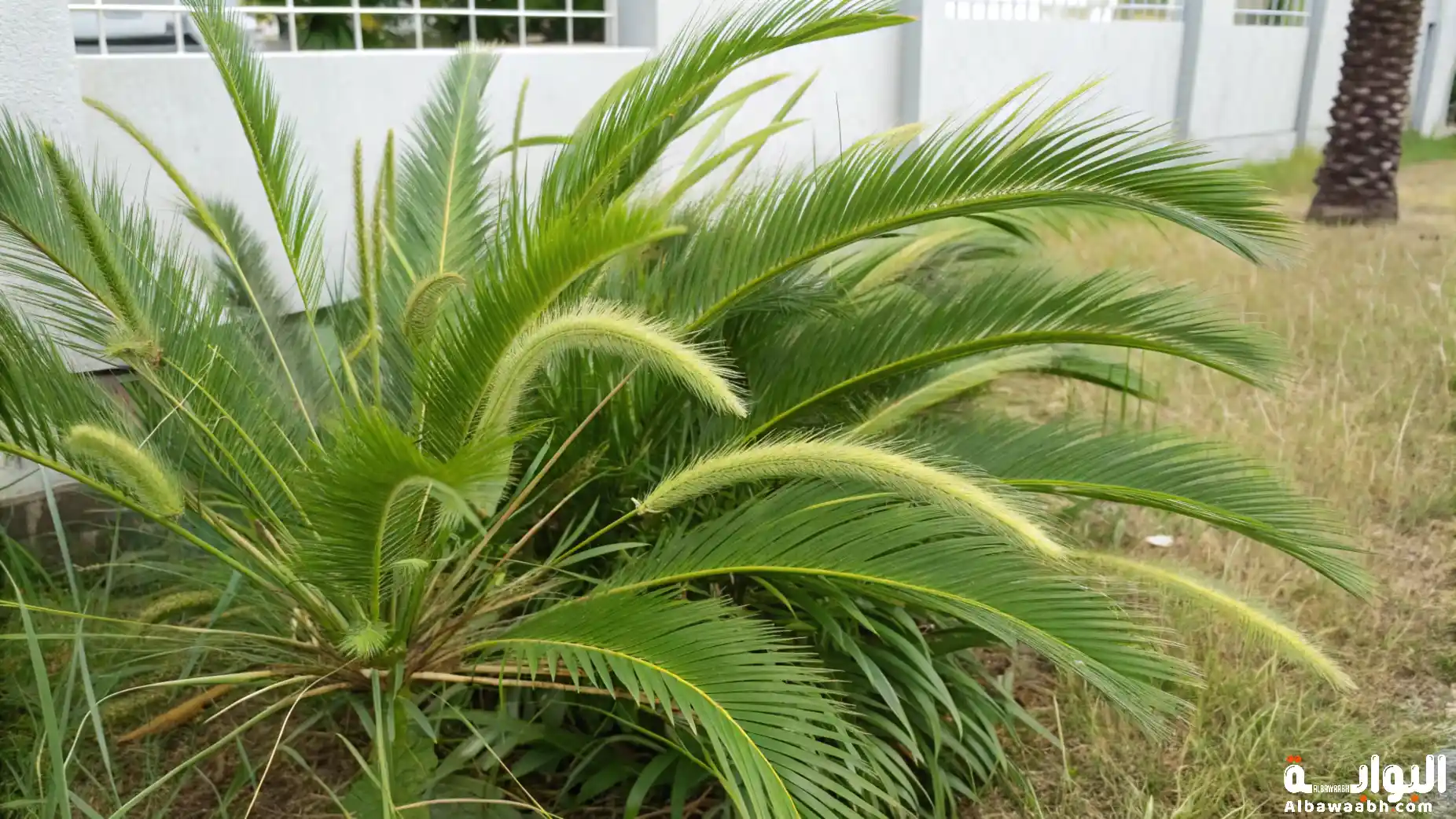 فوائد الموميان