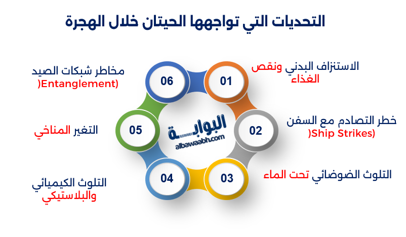 أطول رحلة هجرة للحيتان