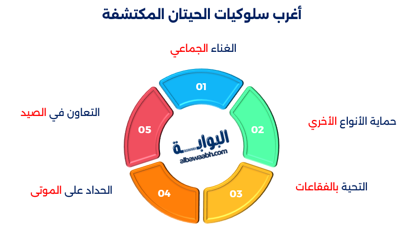أنواع الحيتان